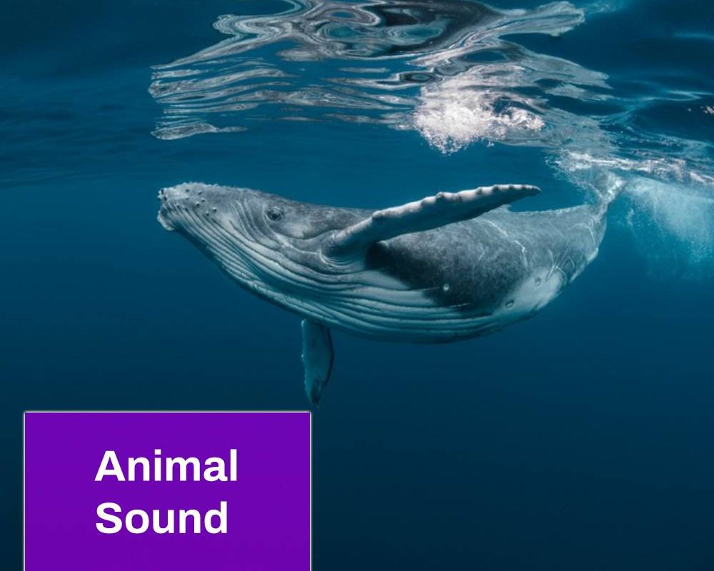 Humpback Whale Sound