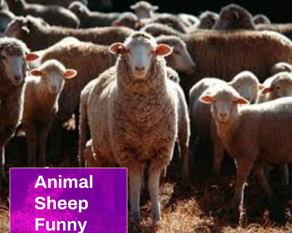 Animal Sheep Funny Sound