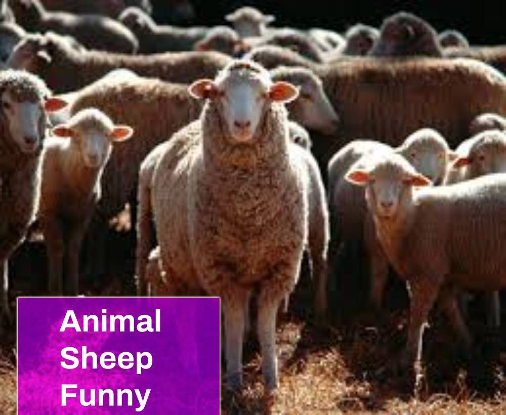 Animal Sheep Funny Sound Free MP3 Download | Mingo Sounds