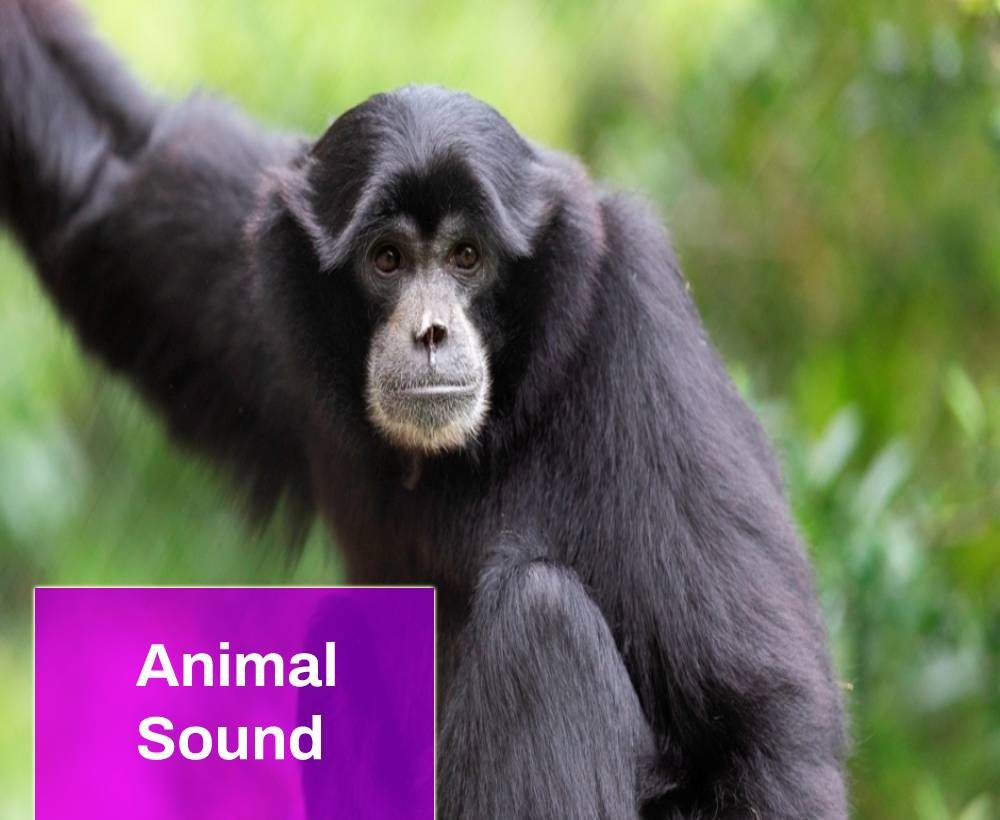 Siamang Monkey Sound