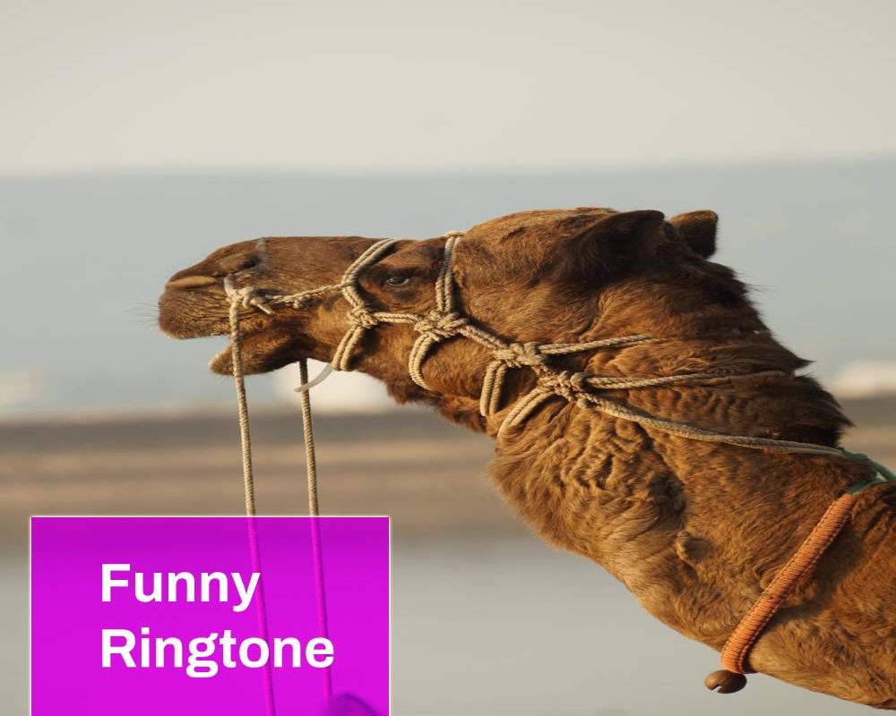 Fun Camel Ringtone