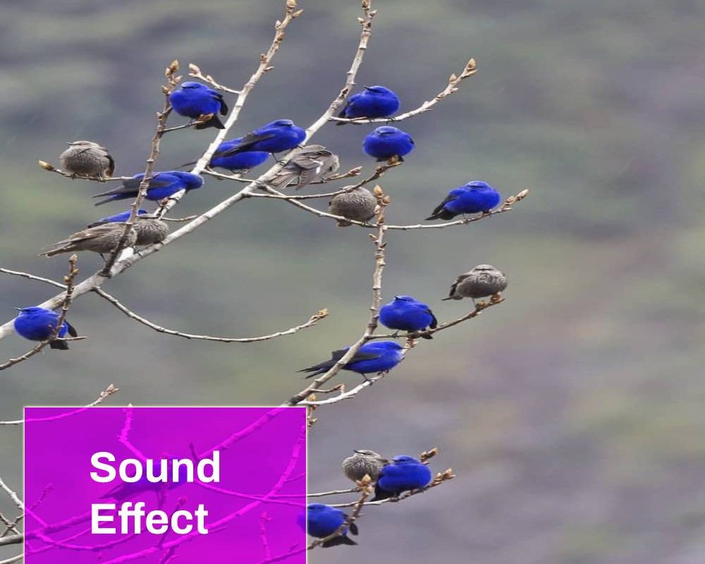 Blue Bird Sound