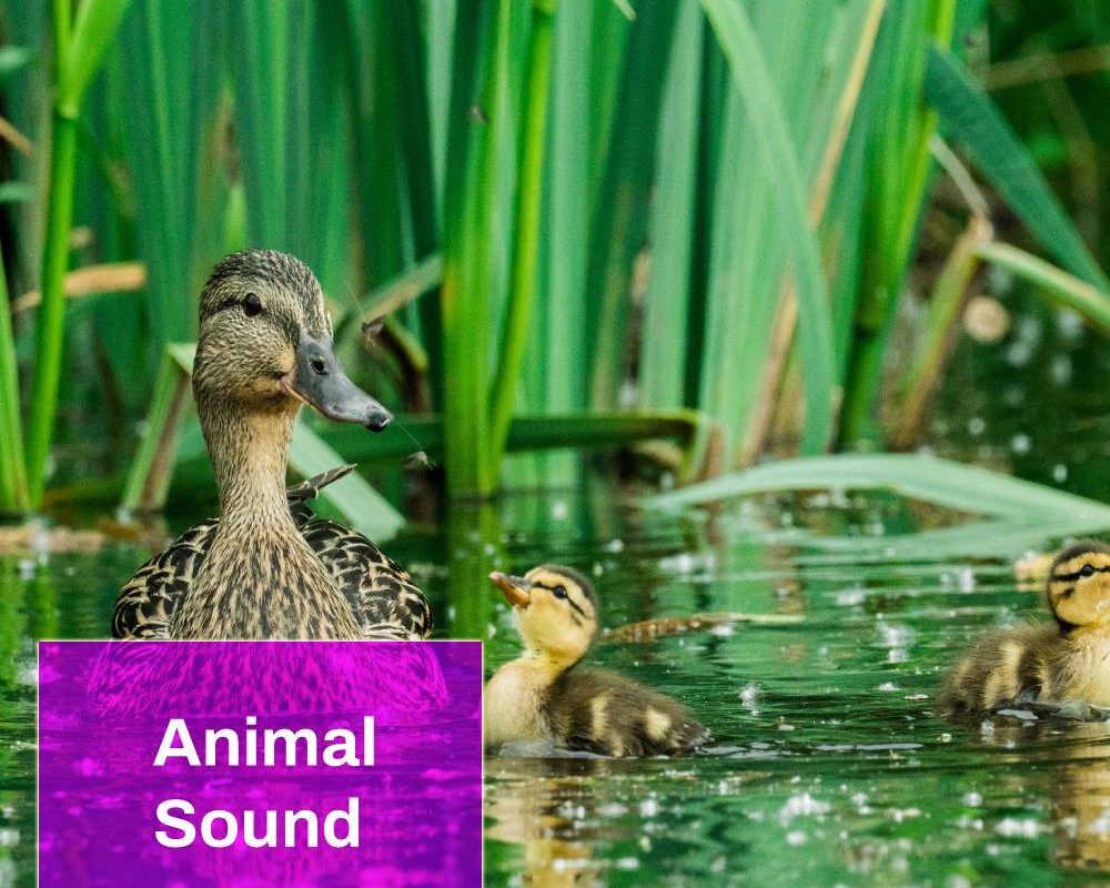 Duck Sound