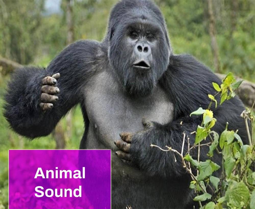 Gorilla Grunt Sound