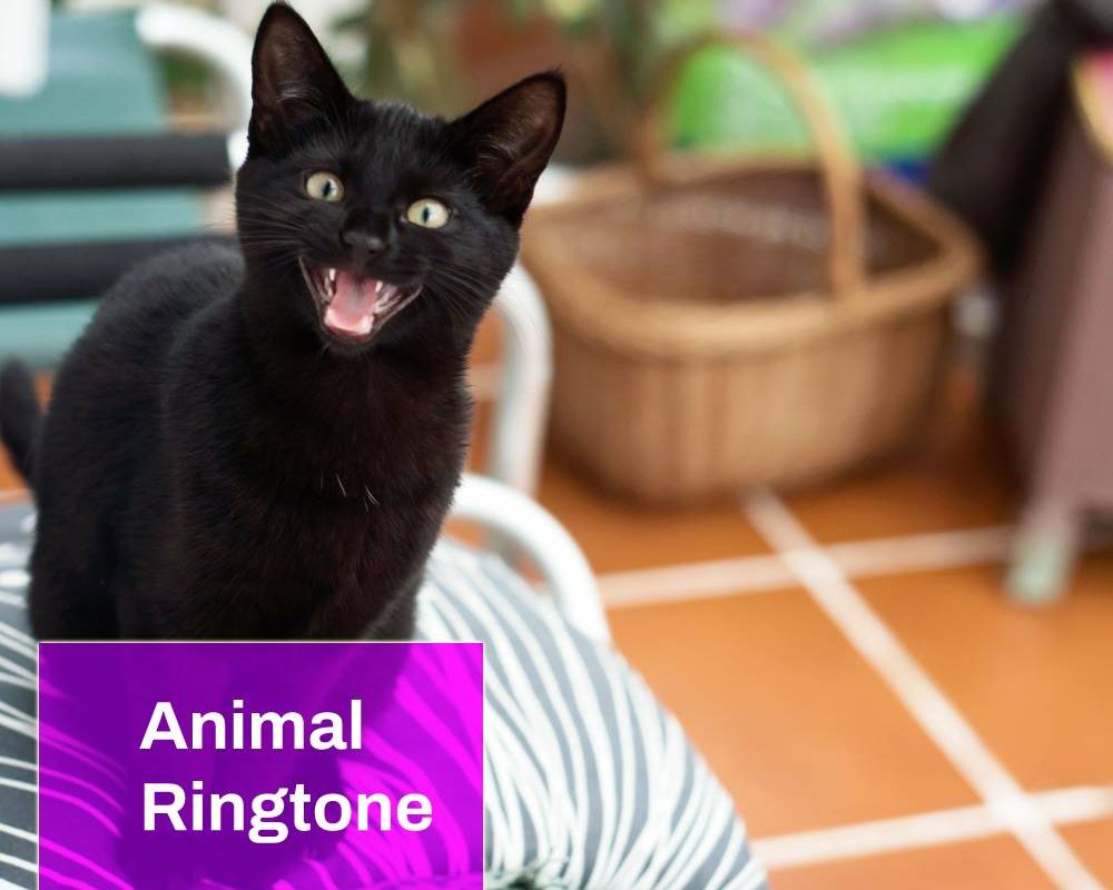 Animal Ringtone