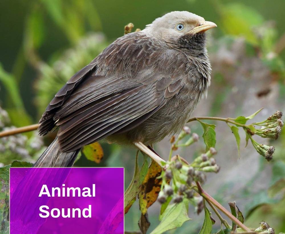 Yellow Billed Babbler Sound Free MP3 Download | Mingo Sounds