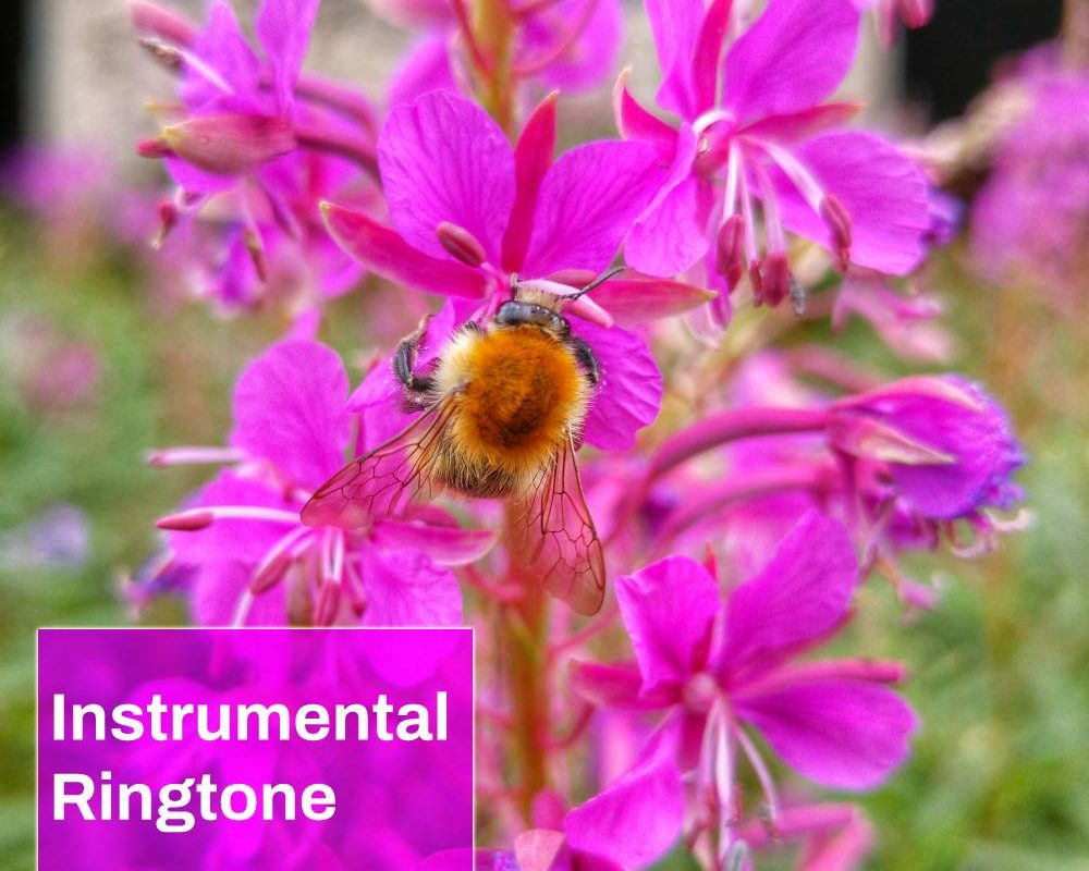 Bumblebee Ringtone
