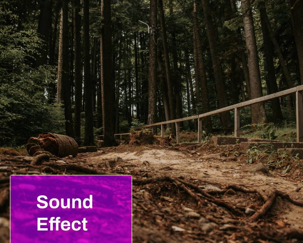 Walk In The Forest Sound