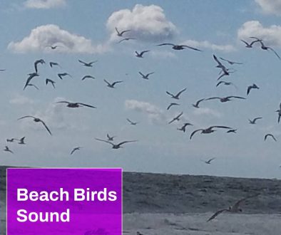 Beach Birds Sound