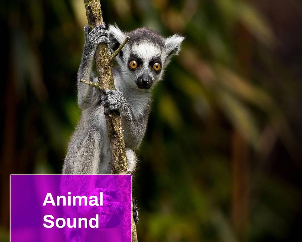 Lemur Sound