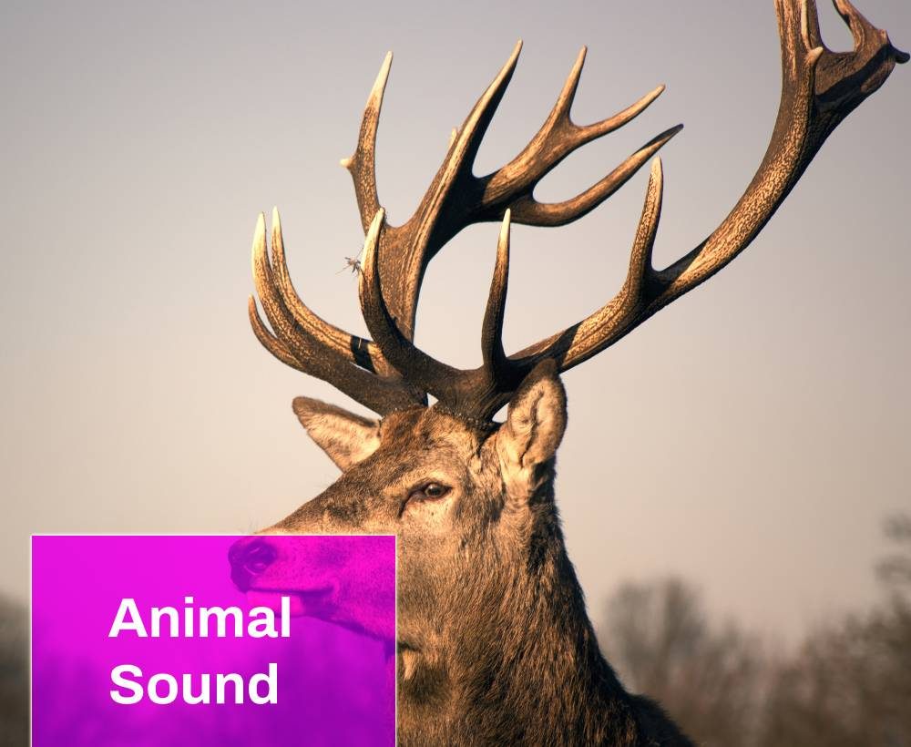 Deer Sounds Effects