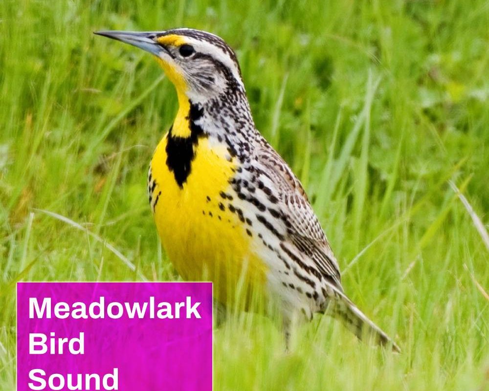 Meadowlark Bird Sound