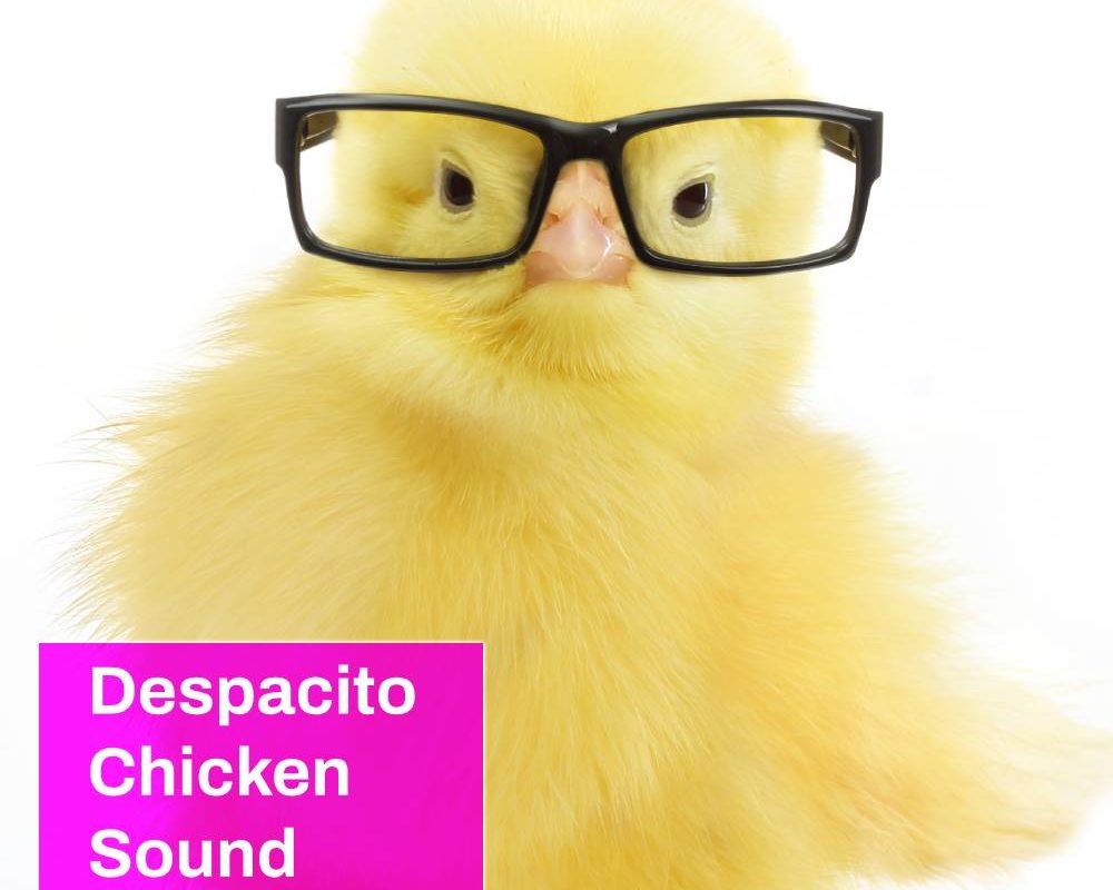 Despacito Chicken Sound