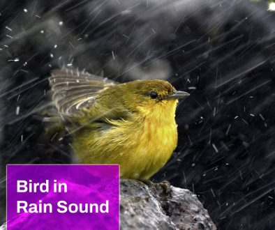 Bird in Rain Sound
