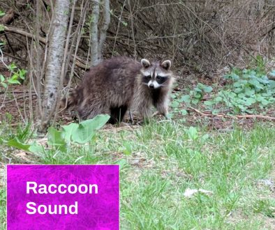 Raccoon Sound