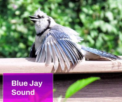 Blue Jay Sound
