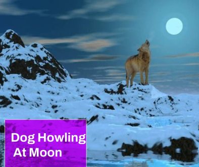 Dog Howling At Moon Sound