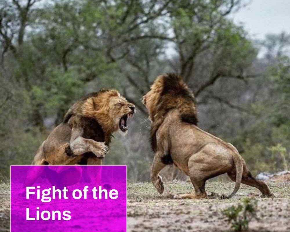 Fight of the Lions