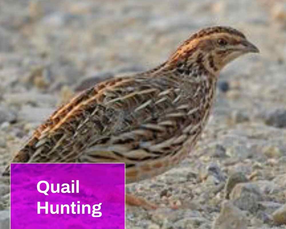 Quail Hunting Effect